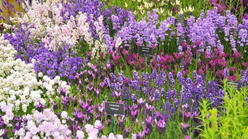Generic flora flower show